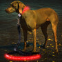 Adjustable PU Dog Leash with Led Hollow Pattern Flashing Light Led Pet Dog Leash