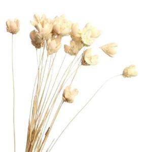 Red Dried Flowers | 20 Heads