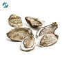 Hot selling high quality 100% pure nature oyster extract Oyster Powder