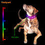 RGB Led Dog Collar Multicolor Led Light Rechargeable Luminous Glowing in Dark Pet Dog Collar